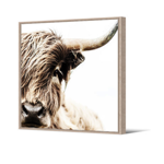 Tableau cadre naturel Vache Highland 80x80 cm - Pdevache