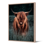 Tableau cadre naturel Vache Highland 65x92,5 cm - Pdevache 